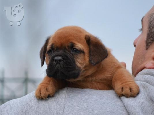 PoulaTo: Dogue de Bordeaux